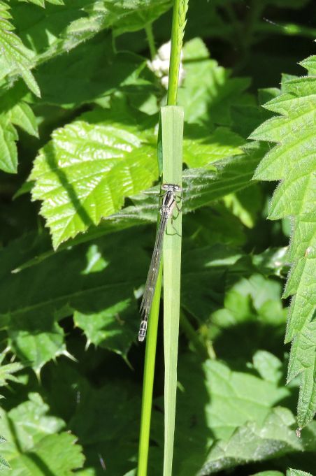 Common Blue Damselfly Common Blue Damselfly